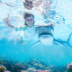 Photo with shark