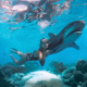 Photo with shark